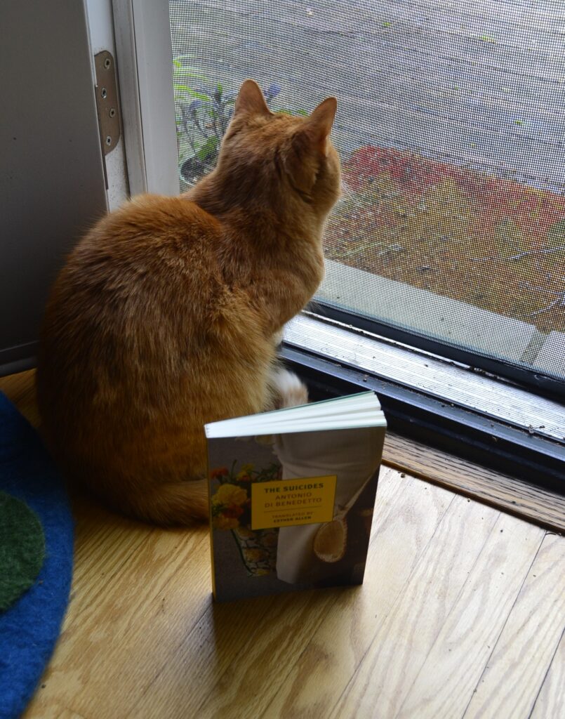 An orange tabby sits beside a book and looks out to a weather-worn porch.