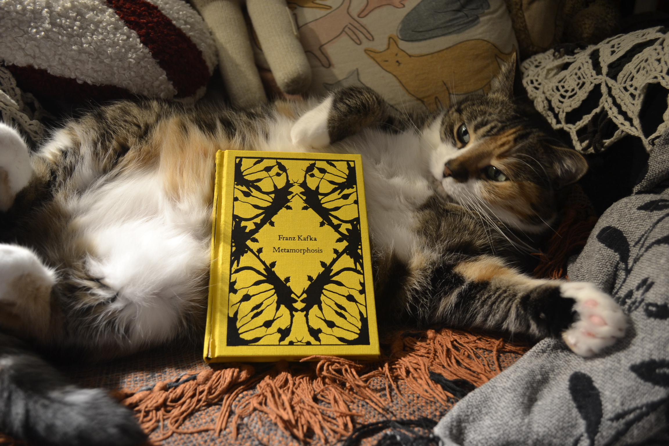 The Metamorphosis