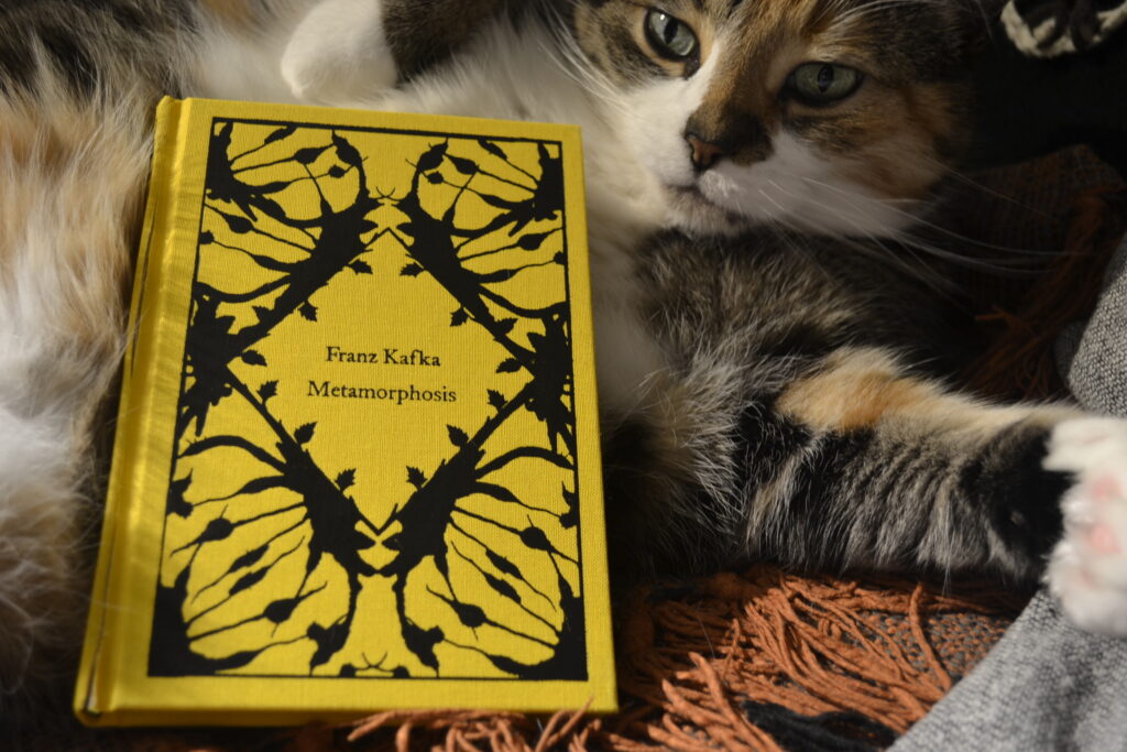 A calico tabby looks over the edge of a bright yellow hardcover book.