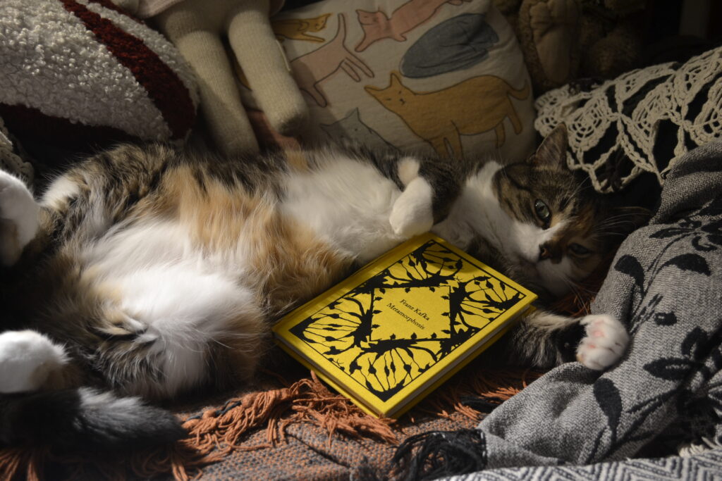 A calico tabby lounges belly-up on a cahir, her head resting on a blanket. Wrapped in her paws is a small hardcover book.