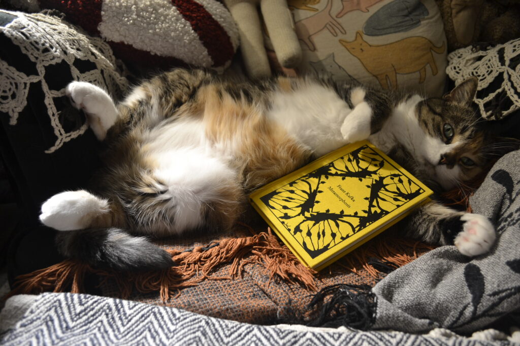 A calico tabby lounges on her back in an armchair. A bright yellow copy of Kafka's Metamorphosis sits between her paws.