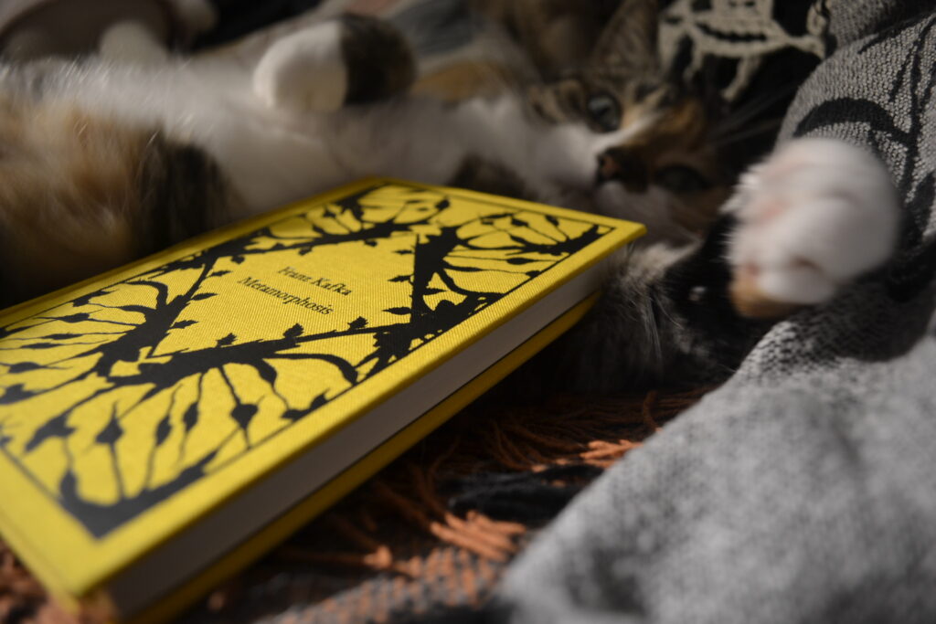 A bright yellow book seen at an oblong angle. Behind it looms the wide-eyed startled face of a tabby cat.