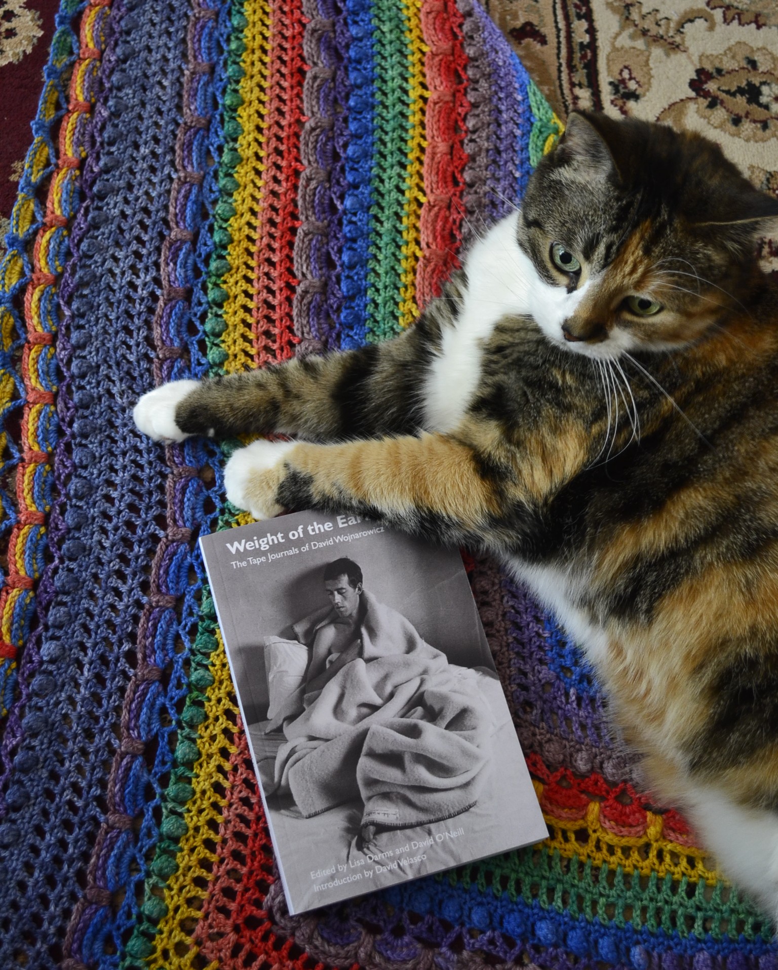 A calico tabby lies on a rainbow-striped shawl with a paperback book.