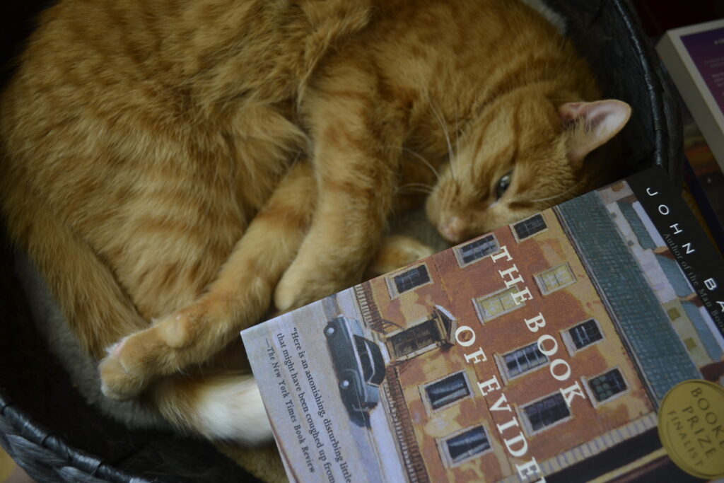 An orange tabby curls against the spine of The Book of Evidence by John Banville.