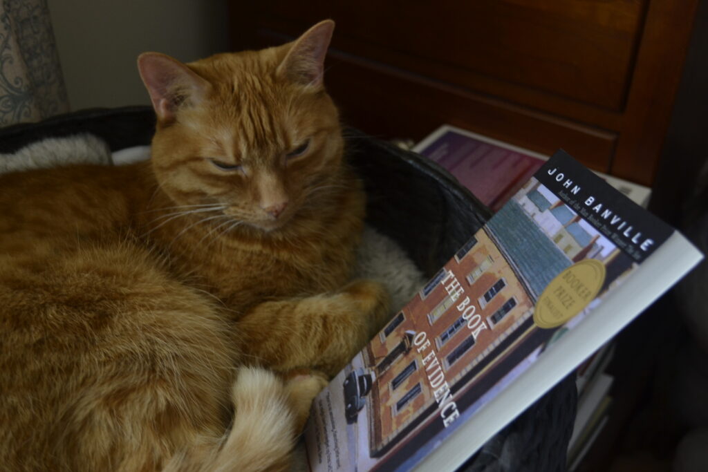 An orange tabby cat curls around a copy of John Banville's The Book of Evidence.