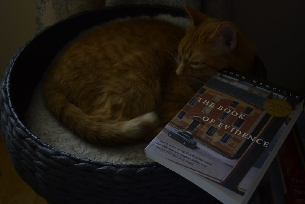 A shadowy photo of a curled orange cat and a paperback book, the light just silvering the edges of shadows.