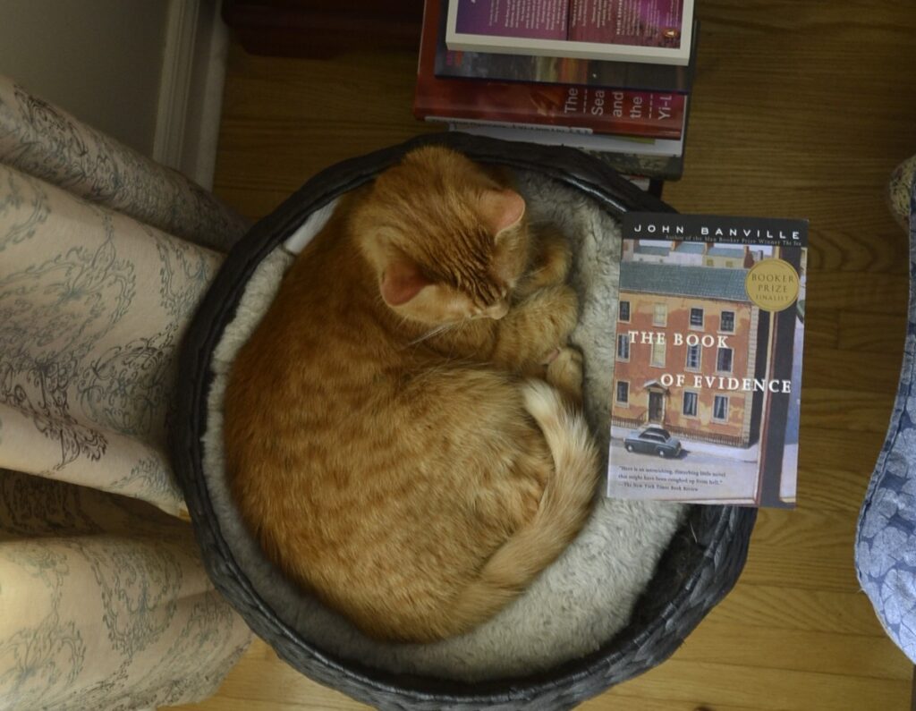 An orange tabby cat lies curled in a bed. Beside her is a copy of John Banville's The Book of Evidence.