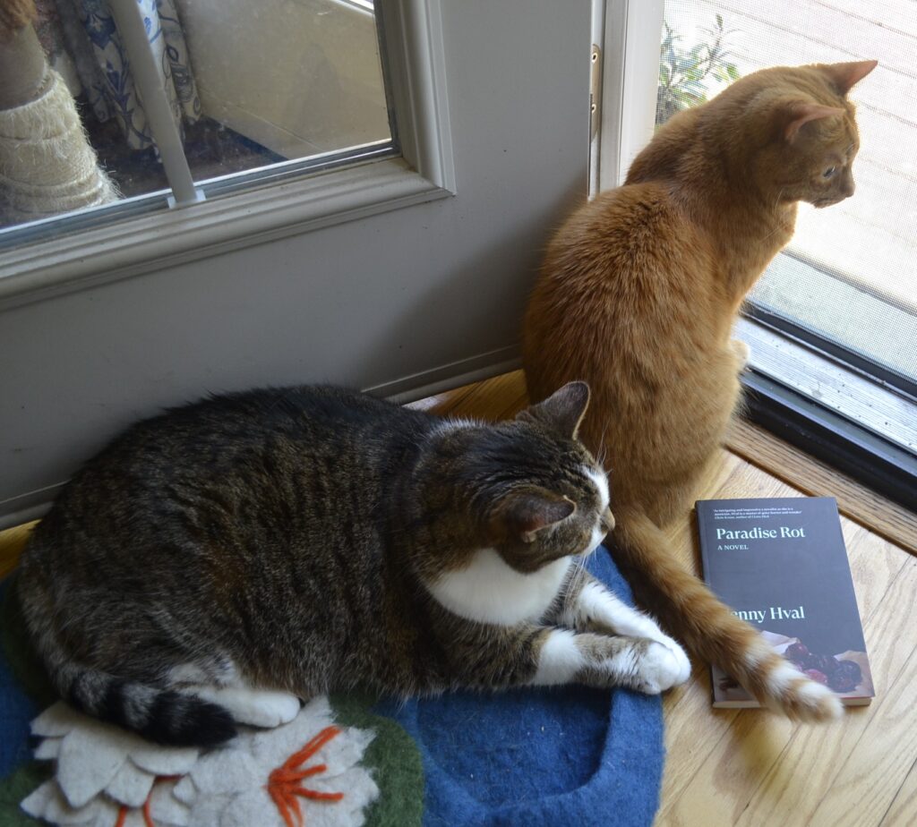 A thin orange tabby sits by a screen. A rounder brown tabby with a white face and brown nose sits right behind her, nearly touching the orange tabby's tail.