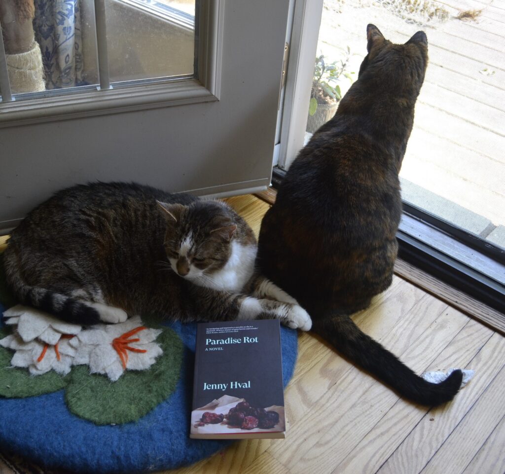 A tortoiseshell cats sits nearly on top of the front paws of a displeased tabby cat. In front of them, beneath the tabby's displeased gaze, is a copy of Jenny Hval's Paradise Rot.