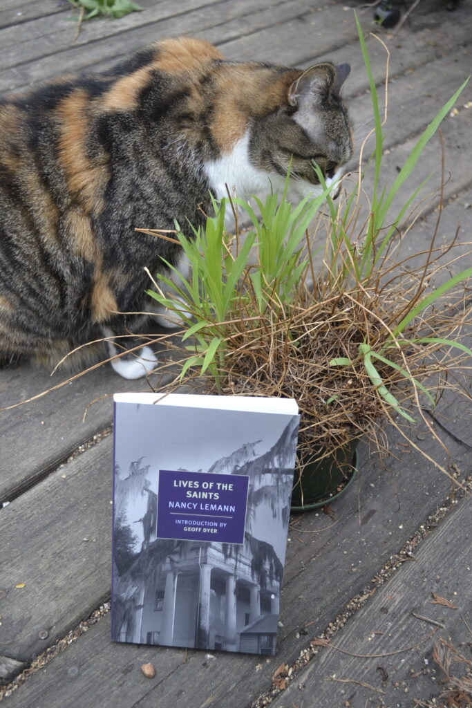 A scraggly, dry potted plant on a porch has grass growing out of it. A calico tabby bites the grass while Lives of the Saint, a book, leans against the pot.