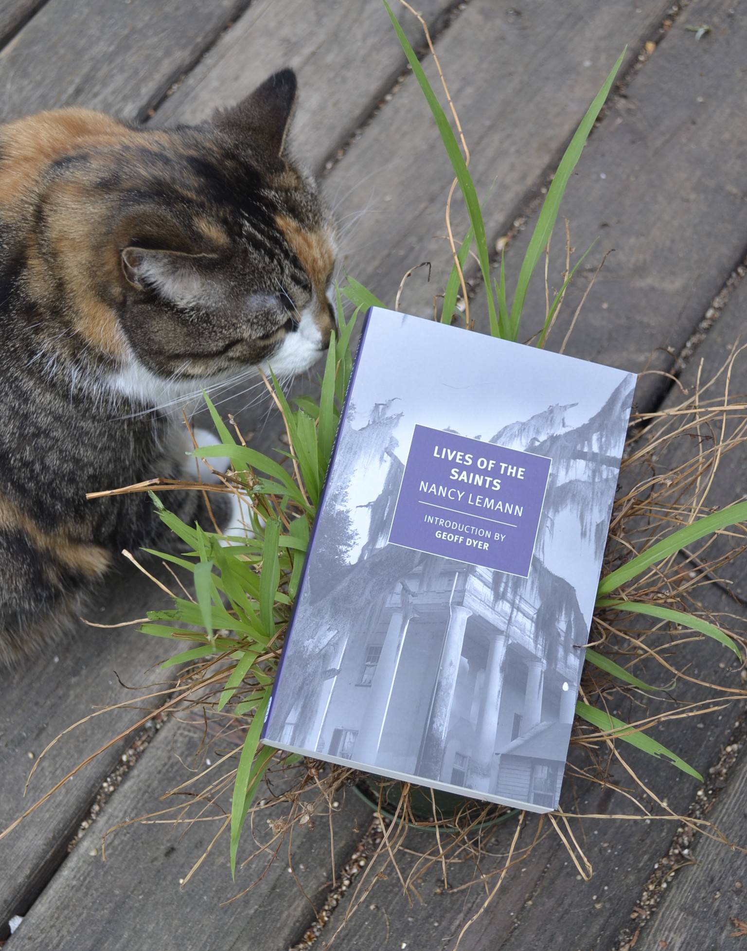 A copy of Lives of the Saints sits on a burst of grass on a well-worn porch. A calico tabby chews the grass tips beside it.