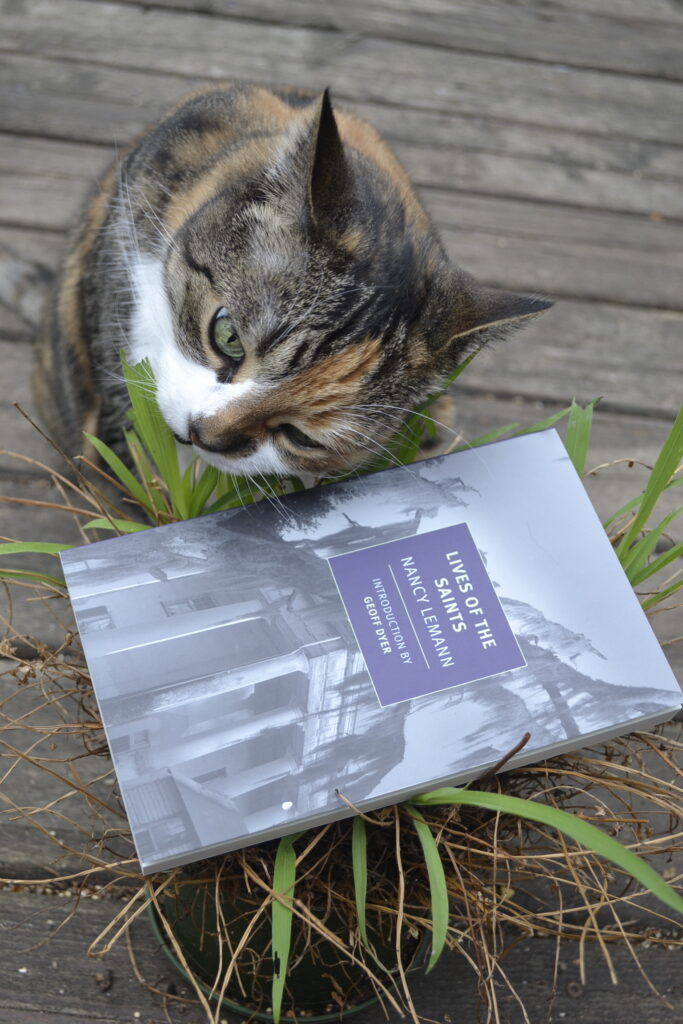 A calico tabby very seriously chomps some grass growing in a pot on a porch. A paperback book lies in the grass.