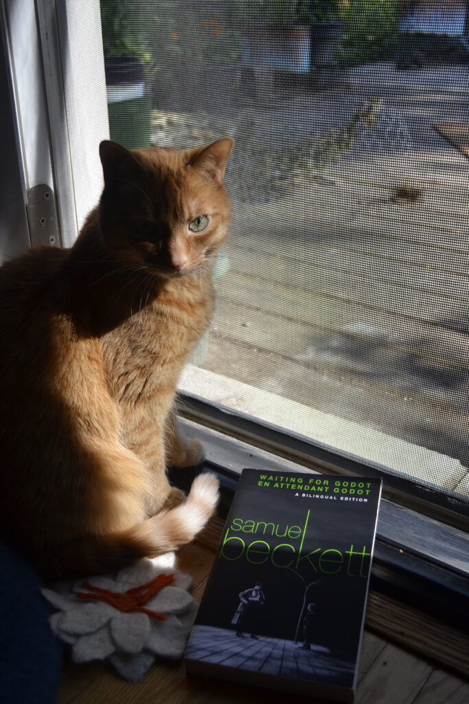 An orange cat sits beside a screen door, lit from one side by sunlight and cloaked in shadow on the other side. A book sits by her feet.
