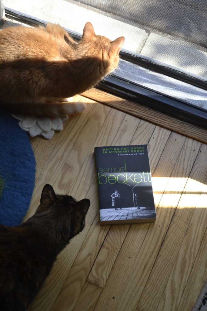 Two cats crouch, looking through a screen towards sunshine. On the floor beside them is a copy of Samuel Beckett's Waiting for Godot.