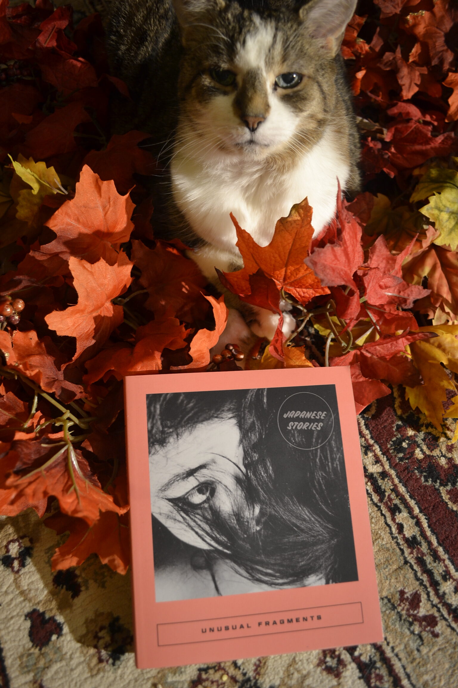 A cat looks up from a pile of autumnal leaves. In front of her is a coral-coloured book with a black-and-white photo of a person covered by their long black hair on the cover.