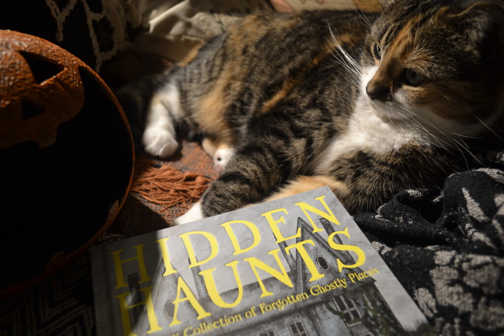 A calico tabby sits in yellow light. Her paws touch Hidden Haunts, a hardcover book with an illustration of a haunted house on the cover.