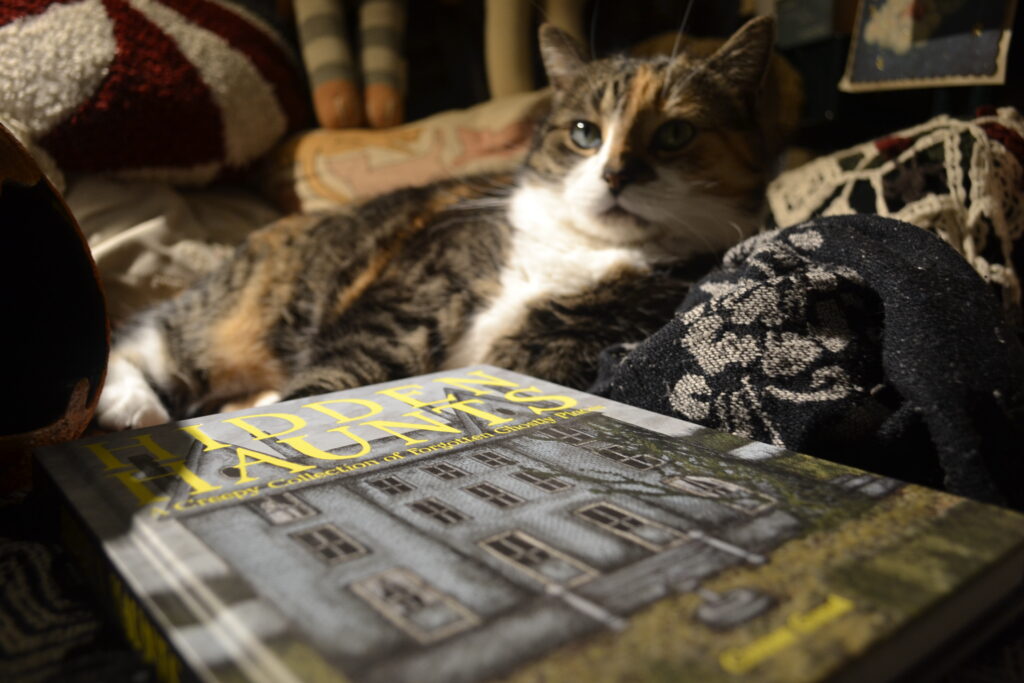 In the shadows of a yellow light, a calico tabby looks majestically into the distance. A hardcover book lies by her paws.