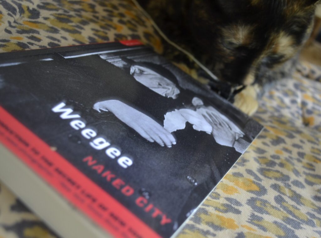 A tortoiseshell cat sniffs the corner of a book: Weegee's Naked City.