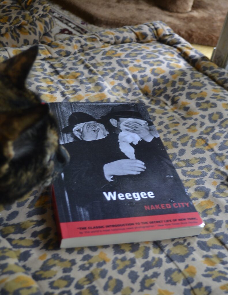 A tortoiseshell cat looks at a book lying on a leopard-print cushion.