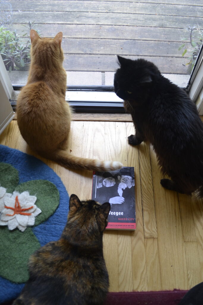 A long-haired black cat, an orange tabby, and a tortoiseshell cat gather around a paperback book that lies on a wooden floor beside an open screen door.