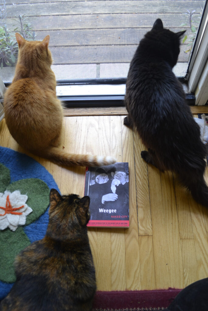 An orange tabby, a black cat, and a tortoiseshell look out a screen door. Between them is a copy of Naked City.