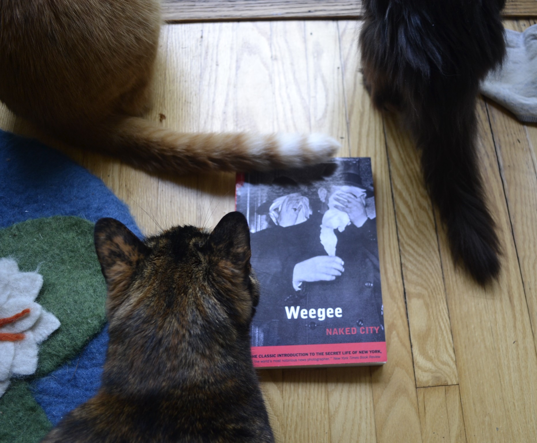 An orange tabby cat's tail rests on Weegee's Naked City. A fluffy black cat tail and a tortoiseshell cat are also nearby.