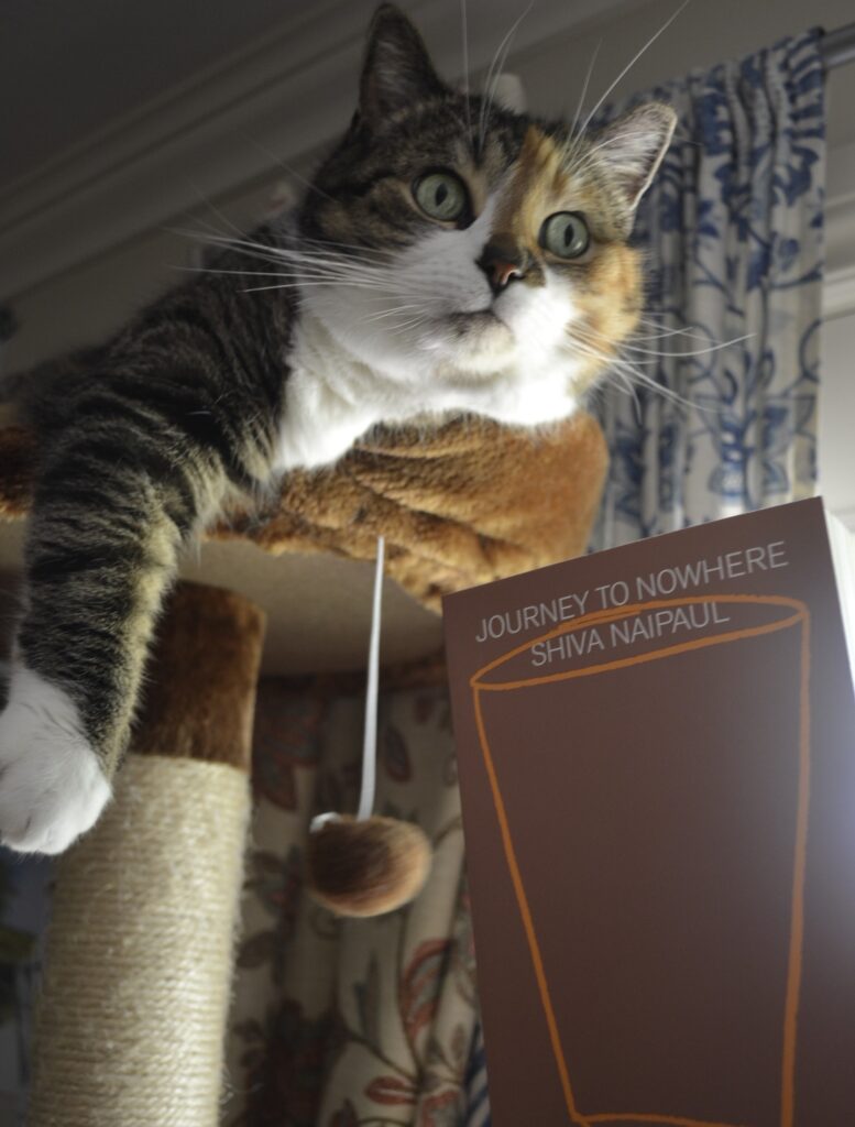A wide-eyed and alert calico tabby is lit from below, making her chin brightly white. A book, Journey to Nowhere, sits below her.
