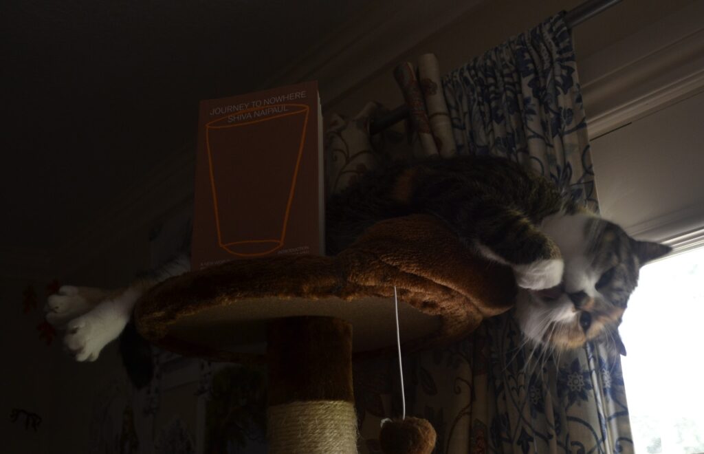 In the shadows above bright window, nearly at the ceiling, a calico tabby lies across the top bed of a cat tree and licks her paw. A book stands in front of her belly.