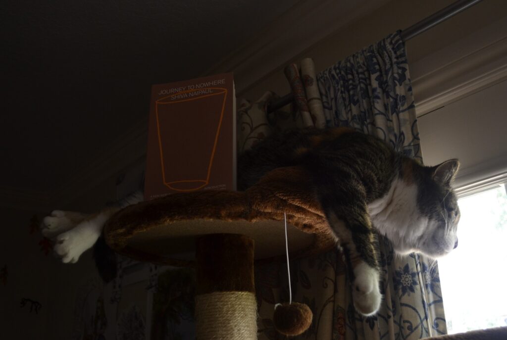 In the shadows above a bright window, a calico tabby spreads in an arc over the top bed of a cat tree, looking lazily out a window. A book shares the bed with her.