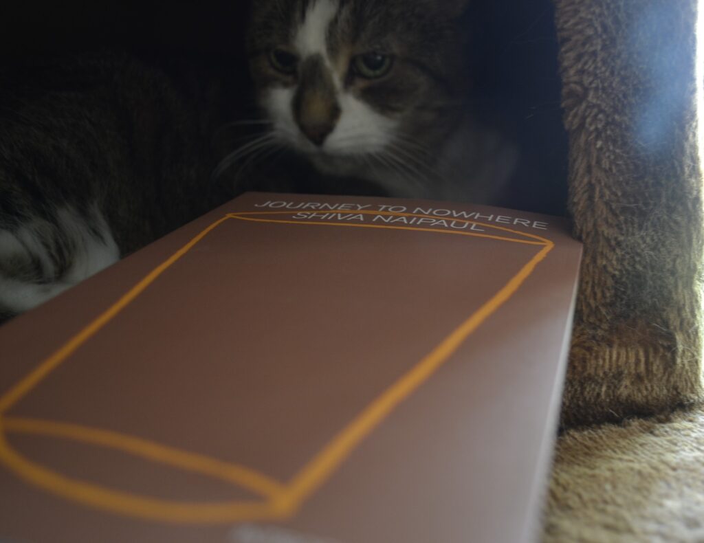 A tabby cat looks stern out from a cat tree bed overtop of a copy of Journey to Nowhere by Shiva Naipaul.