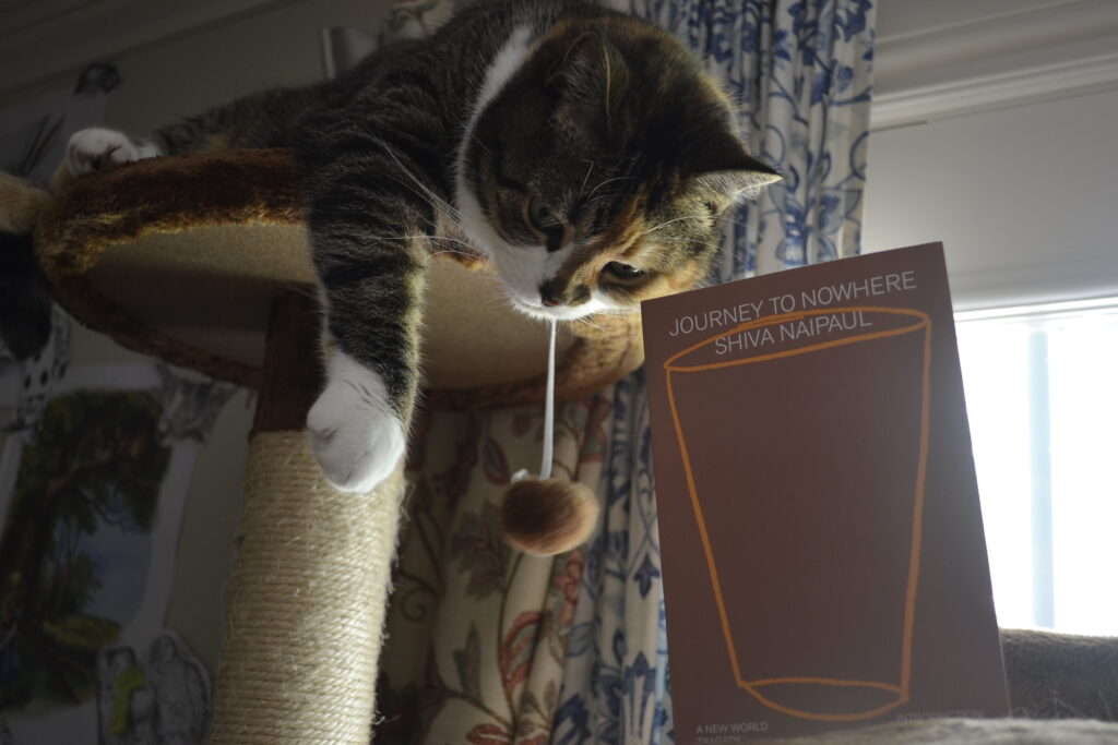 On the top bed of a very tall cat tree, a calico tabby hangs forwards off the edge and bats at a brown softcover book below her.