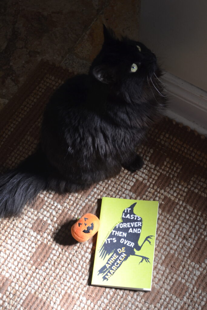 A long-haired black cat with yellow eyes looks upwards, her face in shadow and the light just catching the edges of her sides and tail. A book and a pumpkin toy sit beside her int he light.