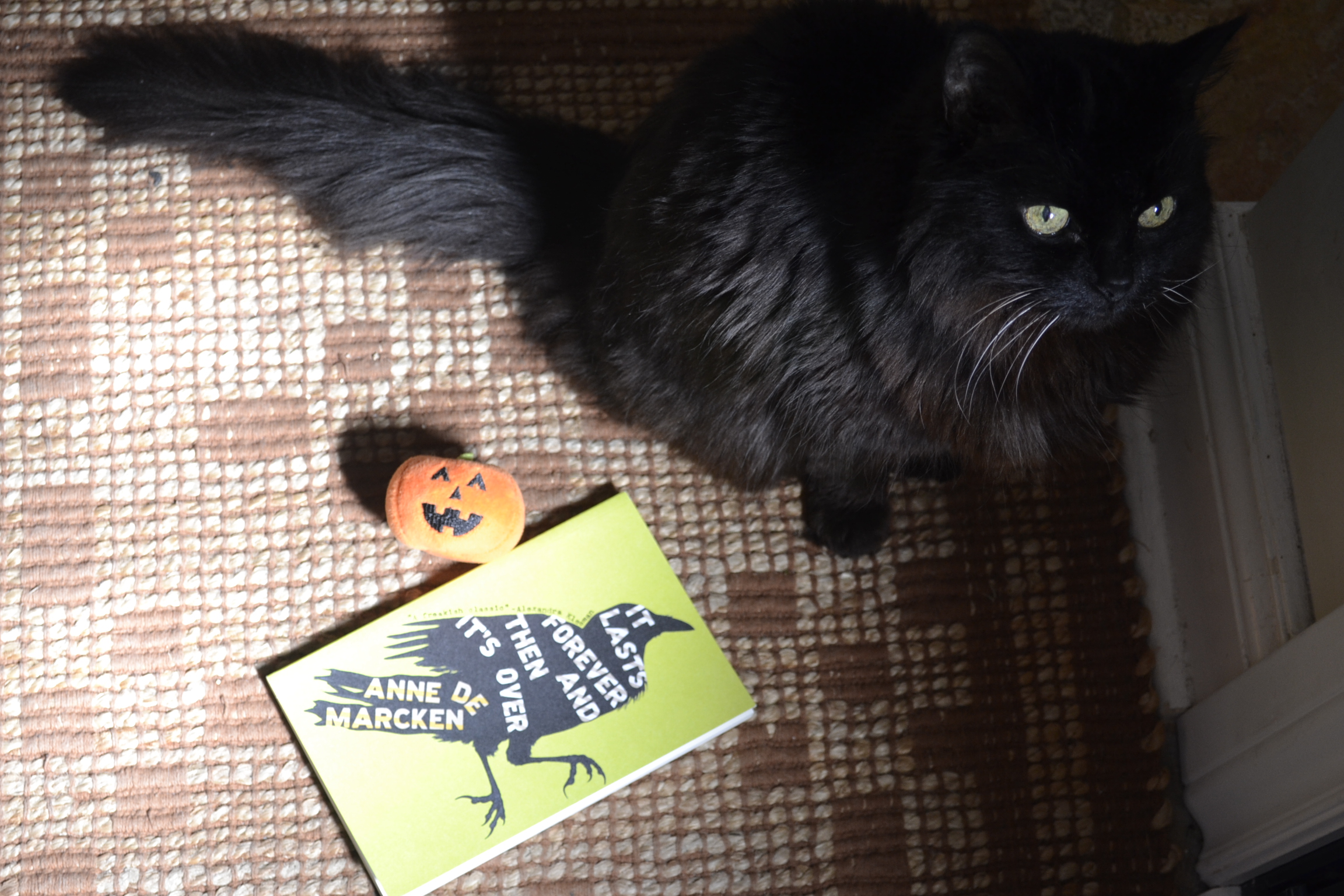 A black cat looks up from the shadows. She is sitting beside a small plush pumpkin toy and a green softcover book with a crow on it.
