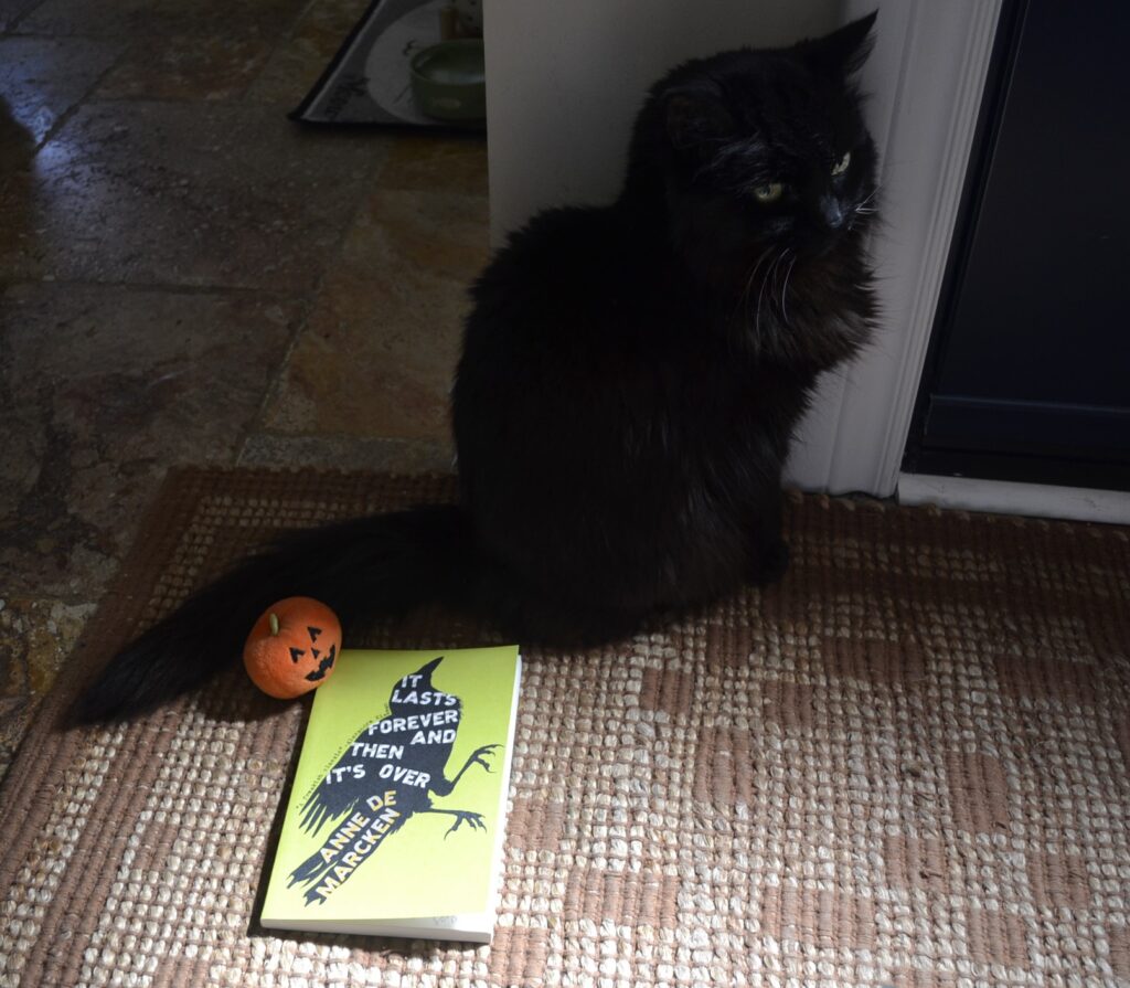 A long-haired black cat sits primly at the edge of a diffuse light. By her tail are a small jack-o-lantern toy and a paperback back titled It Lasts Forever and Then It's Over.