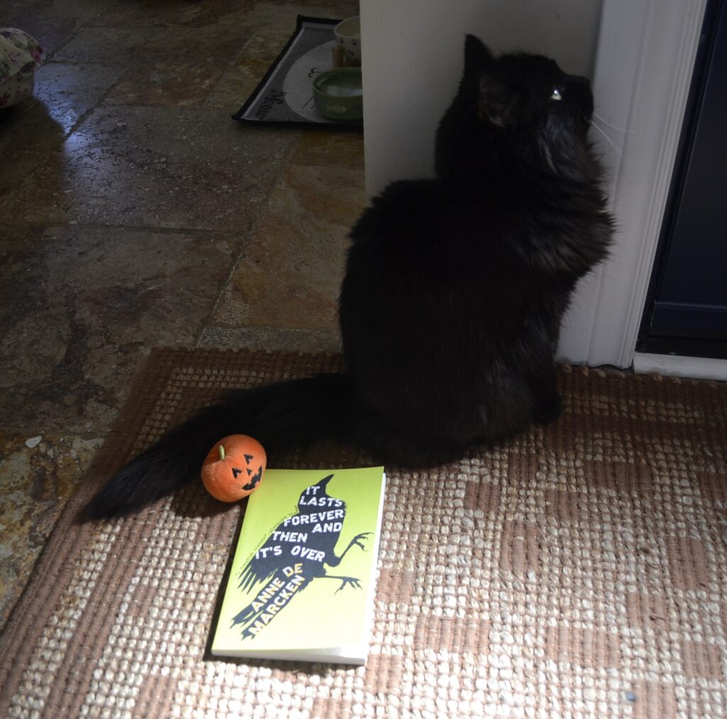 A fluffy black cat looks up into the light. A paperback book and a pumpkin toy sit by her tail.
